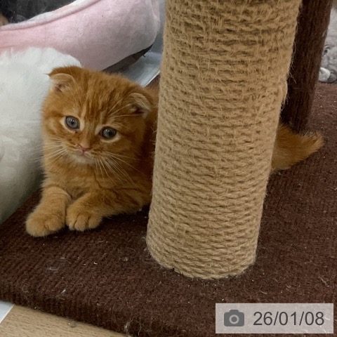 福島県のスコティッシュフォールド (ペットプラス 福島店/2025年10月23日生まれ/男の子/レッドタビー)の子猫の4枚目の画像