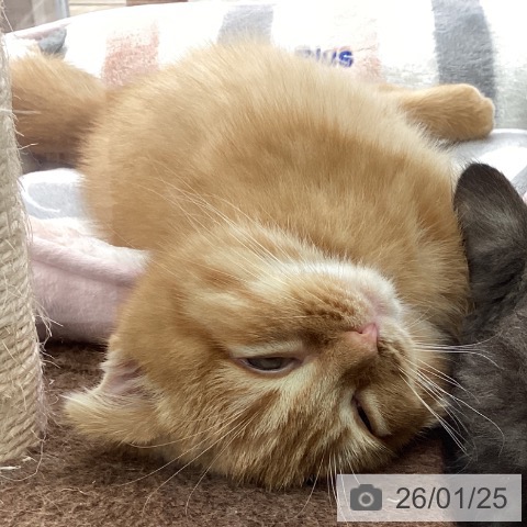 スコティッシュフォールドの写真