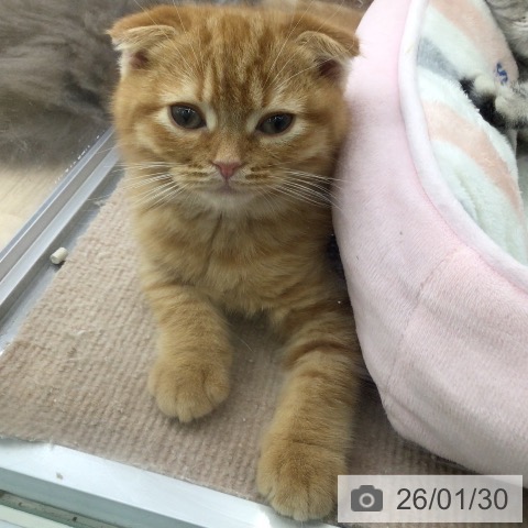 スコティッシュフォールドの写真