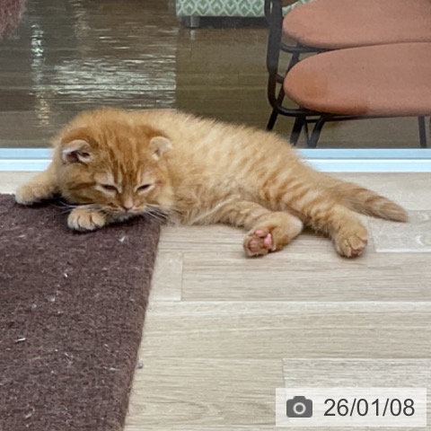 福島県のスコティッシュフォールド (ペットプラス 福島店/2025年10月23日生まれ/男の子/レッドタビー)の子猫の3枚目の画像