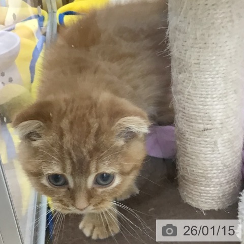 福島県のスコティッシュフォールド (ペットプラス 福島店/2025年10月23日生まれ/男の子/レッドタビー)の子猫の4枚目の画像