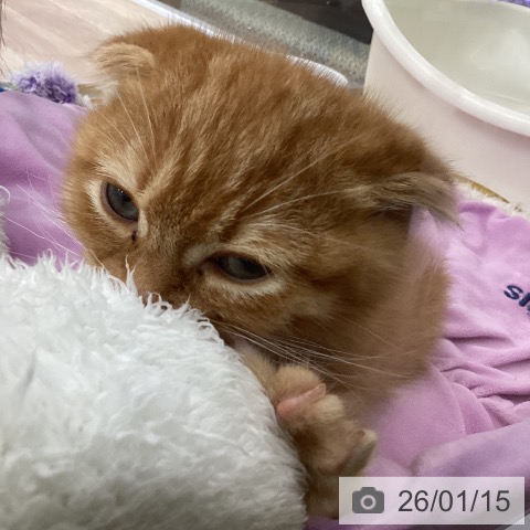 福島県のスコティッシュフォールド (ペットプラス 福島店/2025年10月23日生まれ/男の子/レッドタビー)の子猫の3枚目の画像