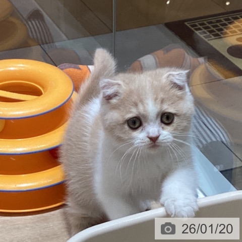 千葉県のスコティッシュフォールド (ペットプラス 船橋店/2025年10月27日生まれ/女の子/クリームホワイト)の子猫の4枚目の画像