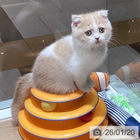千葉県のスコティッシュフォールド (ペットプラス 船橋店/2025年10月27日生まれ/女の子/クリームホワイト)の子猫の3枚目の画像