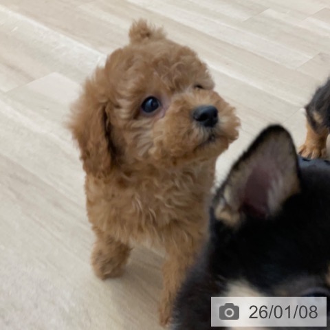 長野県のトイプードル(トイ) (ペットプラス 上田店/2025年11月8日生まれ/男の子/レッド)の子犬の4枚目の画像