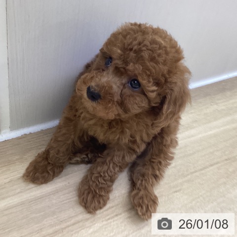 山梨県のトイプードル(トイ) (ペットプラス 甲府昭和店/2025年11月8日生まれ/男の子/レッド)の子犬の4枚目の画像