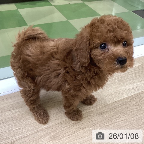 山梨県のトイプードル(トイ) (ペットプラス 甲府昭和店/2025年11月8日生まれ/男の子/レッド)の子犬の3枚目の画像