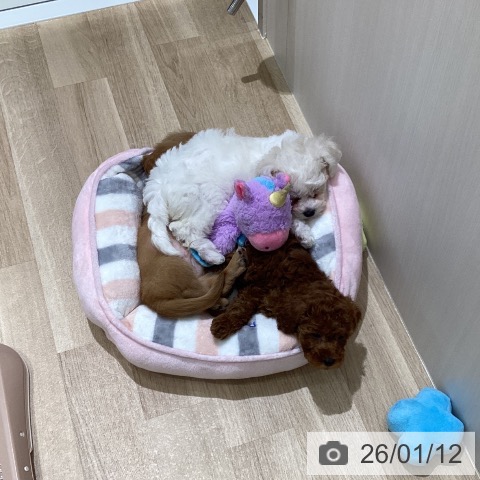 長野県のトイプードル(トイ) (ペットプラス 須坂店/2025年11月8日生まれ/女の子/レッド)の子犬の4枚目の画像