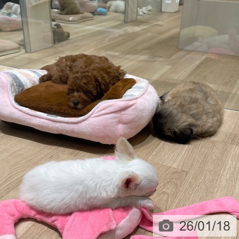 長野県のトイプードル(トイ) (ペットプラス 須坂店/2025年11月8日生まれ/女の子/レッド)の子犬の4枚目の画像