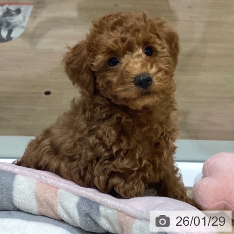 長野県のトイプードル(トイ) (ペットプラス 須坂店/2025年11月8日生まれ/女の子/レッド)の子犬の4枚目の画像