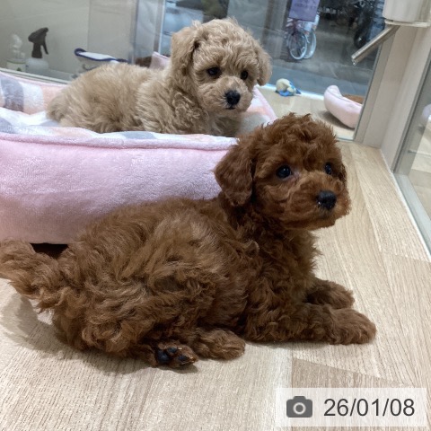 長野県のトイプードル(トイ) (ペットプラス 須坂店/2025年11月8日生まれ/女の子/レッド)の子犬の3枚目の画像