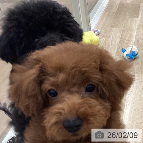 千葉県のトイプードル(トイ) (ペットプラス 木更津店/2025年11月8日生まれ/女の子/レッド)の子犬の4枚目の画像