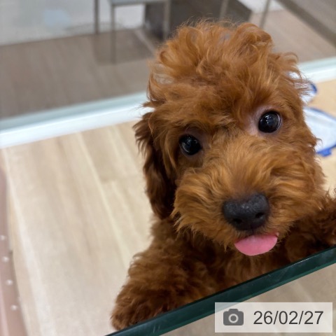 千葉県のトイプードル(トイ) (ペットプラス 木更津店/2025年11月8日生まれ/女の子/レッド)の子犬の4枚目の画像