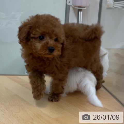 埼玉県のトイプードル(トイ) (ペットプラス 浦和美園店/2025年11月8日生まれ/男の子/レッド)の子犬の4枚目の画像