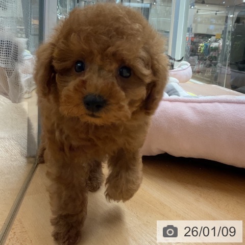 埼玉県のトイプードル(トイ) (ペットプラス 浦和美園店/2025年11月8日生まれ/男の子/レッド)の子犬の3枚目の画像