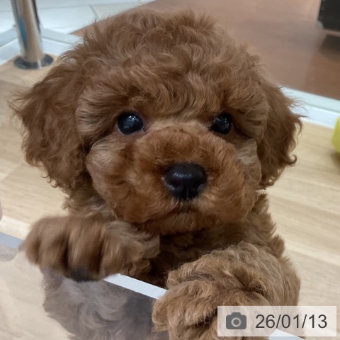 神奈川県のトイプードル(トイ) (ペットプラス 湘南平塚店/2025年11月8日生まれ/男の子/レッド)の子犬の3枚目の画像