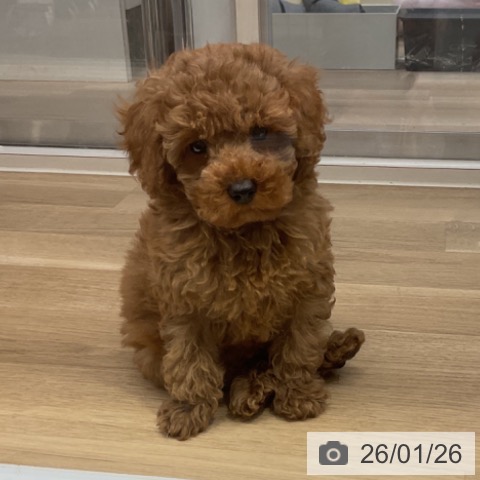 神奈川県のトイプードル(トイ) (ペットプラス 湘南平塚店/2025年11月8日生まれ/男の子/レッド)の子犬の3枚目の画像