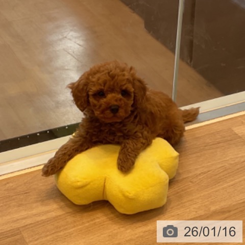 神奈川県のトイプードル(トイ) (ペットプラス テラスモール湘南店/2025年11月8日生まれ/男の子/レッド)の子犬の4枚目の画像