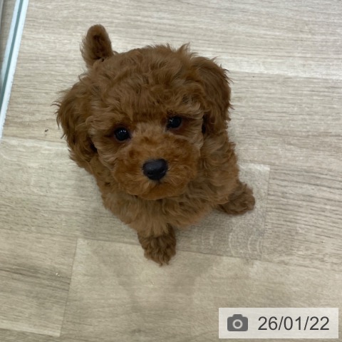 神奈川県のトイプードル(トイ) (ペットプラス テラスモール湘南店/2025年11月8日生まれ/男の子/レッド)の子犬の4枚目の画像