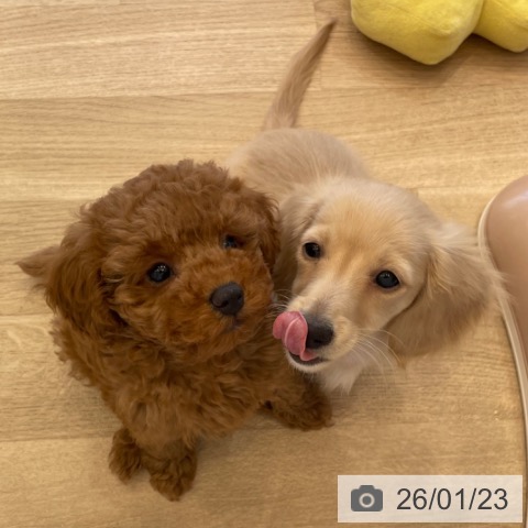 神奈川県のトイプードル(トイ) (ペットプラス テラスモール湘南店/2025年11月8日生まれ/男の子/レッド)の子犬の4枚目の画像