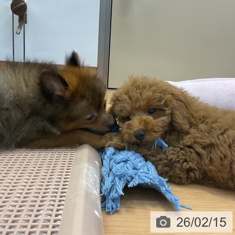 神奈川県のトイプードル(トイ) (ペッツワン 横須賀久里浜店/2025年11月8日生まれ/男の子/レッド)の子犬の4枚目の画像