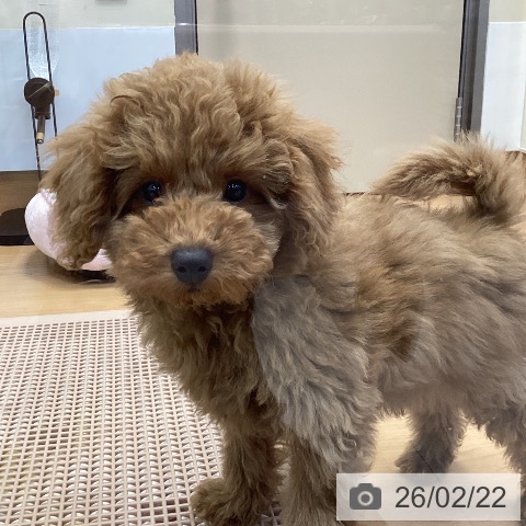 神奈川県のトイプードル(トイ) (ペッツワン 横須賀久里浜店/2025年11月8日生まれ/男の子/レッド)の子犬の4枚目の画像