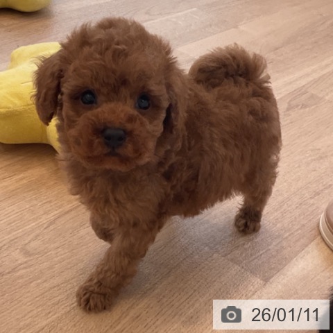 神奈川県のトイプードル(トイ) (ペットプラス テラスモール湘南店/2025年11月8日生まれ/男の子/レッド)の子犬の3枚目の画像