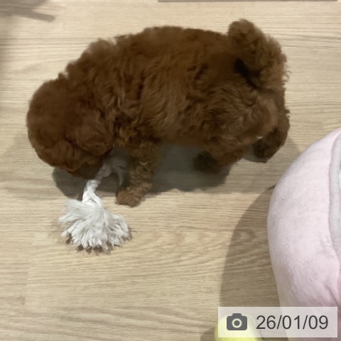 埼玉県のトイプードル(トイ) (ペットプラス コクーンシティ店/2025年11月8日生まれ/男の子/レッド)の子犬の4枚目の画像