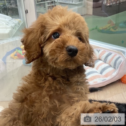 トイ・プードルの写真