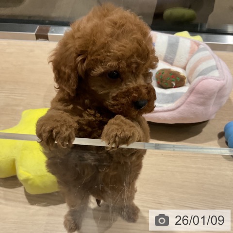 埼玉県のトイプードル(トイ) (ペットプラス コクーンシティ店/2025年11月8日生まれ/男の子/レッド)の子犬の3枚目の画像