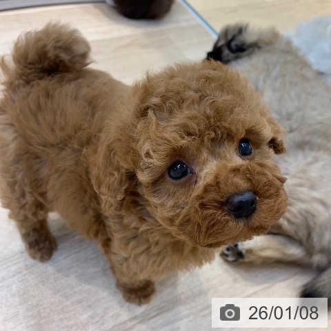 東京都のトイプードル(トイ) (ペットプラス アクアシティお台場店/2025年11月8日生まれ/男の子/レッド)の子犬の4枚目の画像