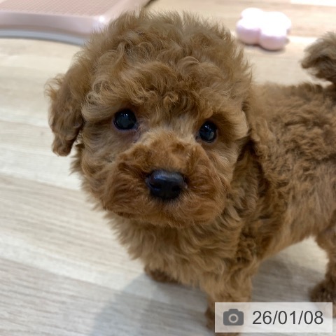 東京都のトイプードル(トイ) (ペットプラス アクアシティお台場店/2025年11月8日生まれ/男の子/レッド)の子犬の3枚目の画像