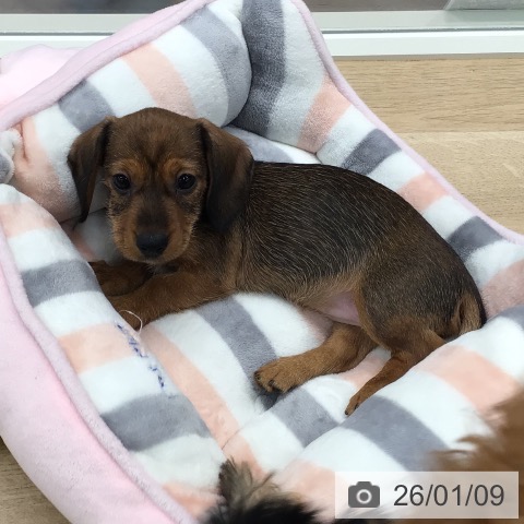 東京都のミニチュアダックスフンド(ロング) (ペットプラス 日の出店/2025年11月8日生まれ/女の子/レッド)の子犬の3枚目の画像