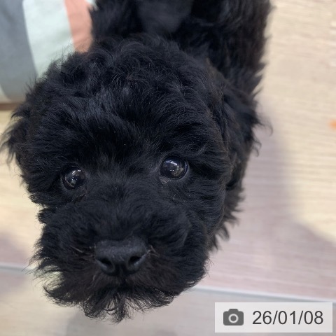 千葉県のトイプードル(トイ) (ペットプラス 幕張新都心店/2025年11月8日生まれ/男の子/ブラック)の子犬の3枚目の画像