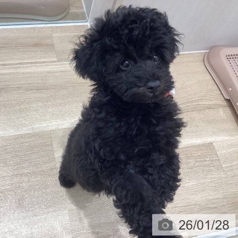 千葉県のトイプードル(トイ) (ペットプラス 木更津店/2025年11月8日生まれ/男の子/ブラック)の子犬の4枚目の画像