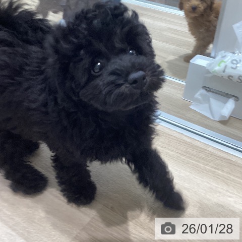 千葉県のトイプードル(トイ) (ペットプラス 木更津店/2025年11月8日生まれ/男の子/ブラック)の子犬の3枚目の画像
