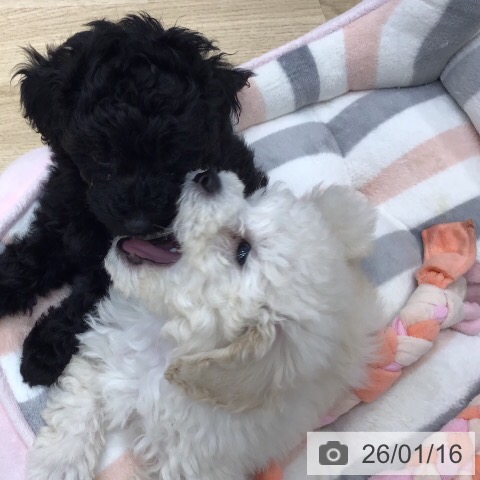 茨城県のトイプードル(トイ) (ペットプラス つくば店/2025年11月8日生まれ/男の子/ホワイト)の子犬の4枚目の画像