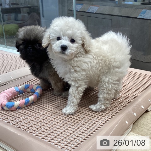 茨城県のトイプードル(トイ) (ペットプラス つくば店/2025年11月8日生まれ/男の子/ホワイト)の子犬の3枚目の画像