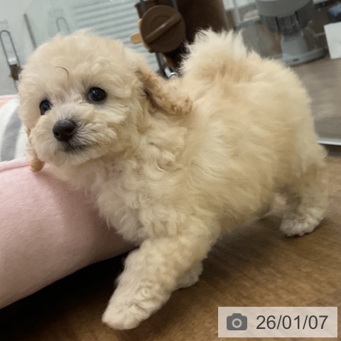 千葉県のトイプードル(トイ) (ペッツワン 千葉ニュータウン店/2025年11月8日生まれ/女の子/ホワイト)の子犬の3枚目の画像