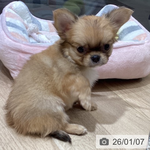 東京都のチワワ(ロング) (ペットプラス むさし村山店/2025年11月6日生まれ/女の子/フォーン)の子犬の4枚目の画像