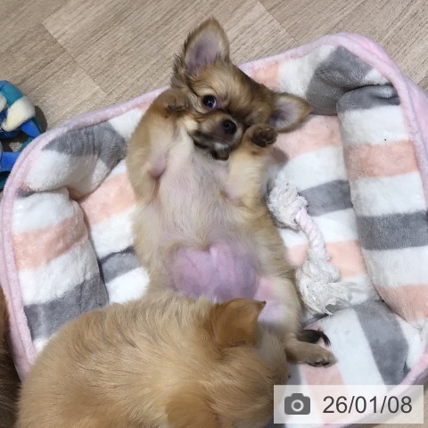東京都のチワワ(ロング) (ペットプラス むさし村山店/2025年11月6日生まれ/女の子/フォーン)の子犬の3枚目の画像