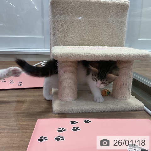 神奈川県のメインクーン (ペッツワン 横須賀久里浜店/2025年10月26日生まれ/男の子/ブラウンタビーホワイト)の子猫の4枚目の画像