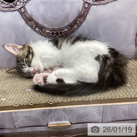 神奈川県のメインクーン (ペッツワン 横須賀久里浜店/2025年10月26日生まれ/男の子/ブラウンタビーホワイト)の子猫の4枚目の画像