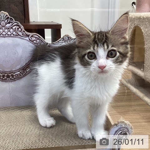 神奈川県のメインクーン (ペッツワン 横須賀久里浜店/2025年10月26日生まれ/男の子/ブラウンタビーホワイト)の子猫の3枚目の画像