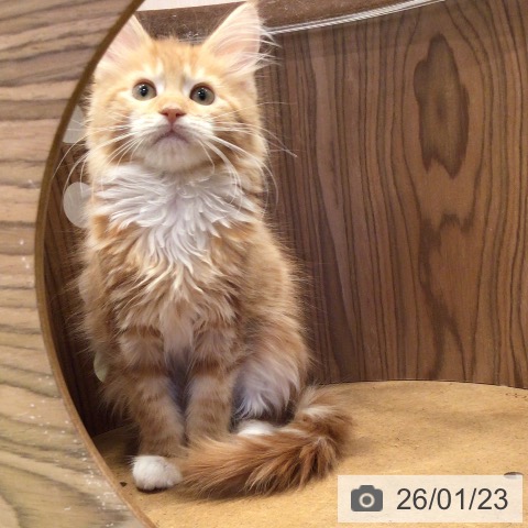 千葉県のメインクーン (ペットプラス 幕張新都心店/2025年11月5日生まれ/男の子/レッドタビーホワイト)の子猫の4枚目の画像