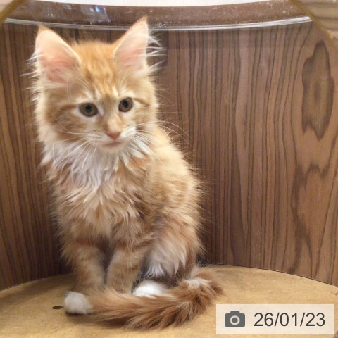 千葉県のメインクーン (ペットプラス 幕張新都心店/2025年11月5日生まれ/男の子/レッドタビーホワイト)の子猫の3枚目の画像