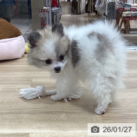 千葉県のポメラニアン (ペットプラス 船橋店/2025年11月8日生まれ/女の子/ホワイトクリーム)の子犬の4枚目の画像