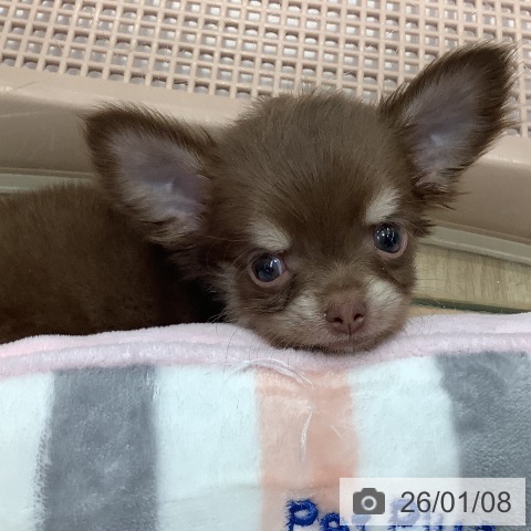 東京都のチワワ(ロング) (ペットプラス 日の出店/2025年11月7日生まれ/男の子/チョコレートタン)の子犬の3枚目の画像