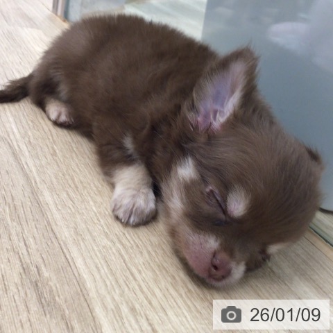 東京都のチワワ(ロング) (ペットプラス 日の出店/2025年11月7日生まれ/男の子/チョコレートタン)の子犬の3枚目の画像