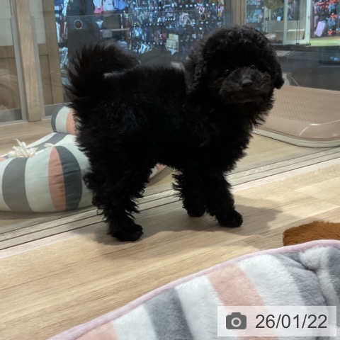 東京都のトイプードル(トイ) (ペットプラス アクアシティお台場店/2025年10月31日生まれ/男の子/ブラック)の子犬の3枚目の画像